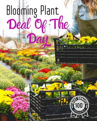 Blooming Plant Deal of the Day from Monrovia Floral in Monrovia, CA