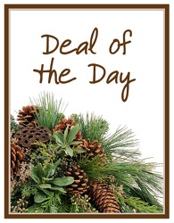 Deal of the Day Winter from Monrovia Floral in Monrovia, CA