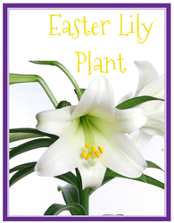 Easter Lily from Monrovia Floral in Monrovia, CA