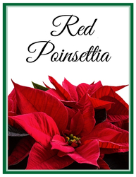 Red Poinsettia from Monrovia Floral in Monrovia, CA