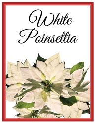 White Poinsettia from Monrovia Floral in Monrovia, CA