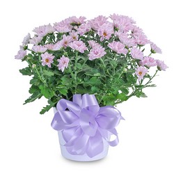 Lavender Chrysanthemum in Ceramic Container from Monrovia Floral in Monrovia, CA