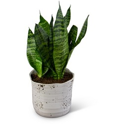 Snake Plant from Monrovia Floral in Monrovia, CA