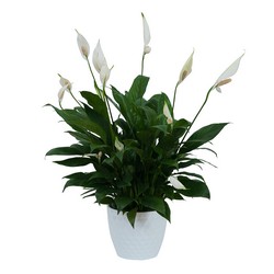 Peace Lily Plant in White Ceramic Container from Monrovia Floral in Monrovia, CA