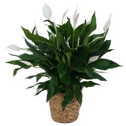 Peace Lily Plant in Basket from Monrovia Floral in Monrovia, CA