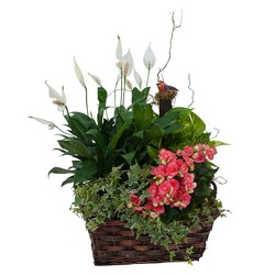 Living Blooming  Garden Basket  from Monrovia Floral in Monrovia, CA