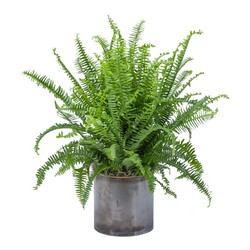 Fern from Monrovia Floral in Monrovia, CA