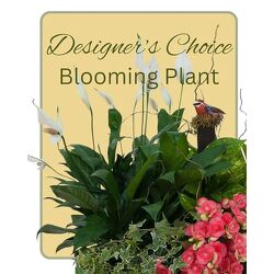 Blooming Plant Deal of the Day from Monrovia Floral in Monrovia, CA Blooming Plant Deal of the Day from Monrovia Floral in Monrovia, CA