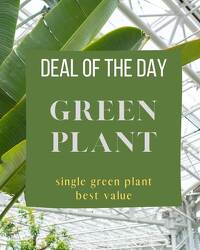 Green Plant Deal of the Day from Monrovia Floral in Monrovia, CA