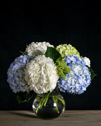 Hydrangea Bubble from Monrovia Floral in Monrovia, CA