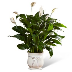 The FTD Comfort Planter from Monrovia Floral in Monrovia, CA