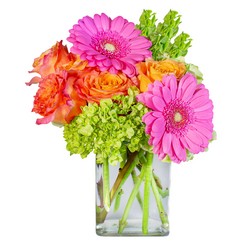 Rainbow Sherbet from Monrovia Floral in Monrovia, CA