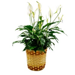 Peace Lily Basket - Medium from Monrovia Floral in Monrovia, CA