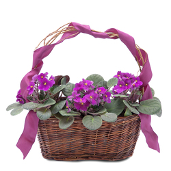 Very Violet Basket from Monrovia Floral in Monrovia, CA