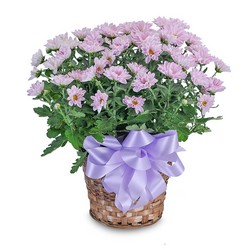 Lavender Chrysanthemum Basket from Monrovia Floral in Monrovia, CA
