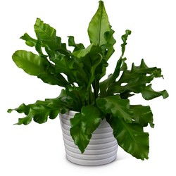 Bird's Nest Fern from Monrovia Floral in Monrovia, CA