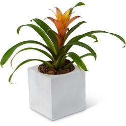 Bromeliad Mini from Monrovia Floral in Monrovia, CA