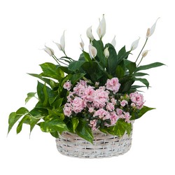 Living Blooming  White Garden Basket  from Monrovia Floral in Monrovia, CA