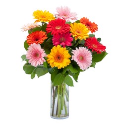 Grand Gerbera from Monrovia Floral in Monrovia, CA