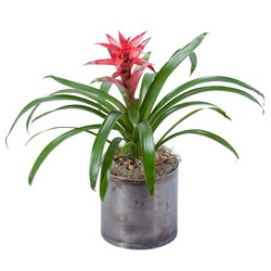 Bromeliad from Monrovia Floral in Monrovia, CA