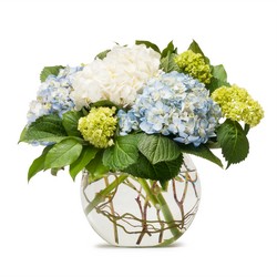 Mighty Hydrangea from Monrovia Floral in Monrovia, CA