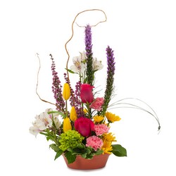 Pixie Garden from Monrovia Floral in Monrovia, CA